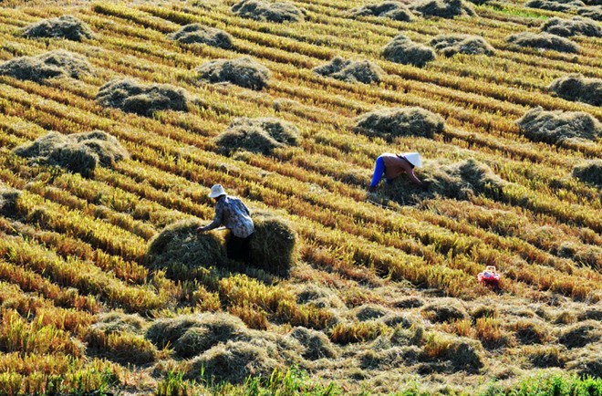 Nét thanh bình của miền quê Phú Yên trong "Tôi thấy hoa vàng trên cỏ xanh"